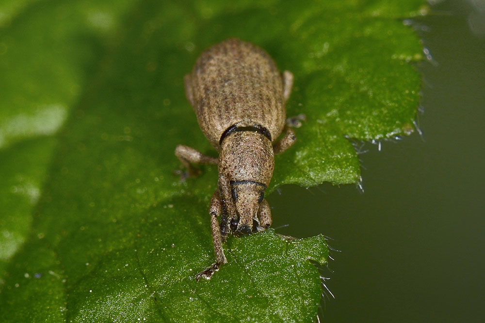 Curculionidae: Simo variegatus